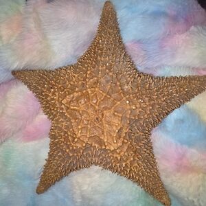 Fossilized Starfish
